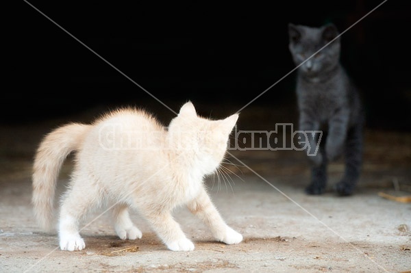 Two barn kittens playing 