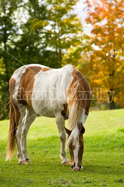 Paint horse grazing on late summer, early autumn pasture