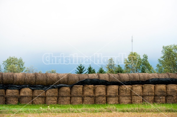 Round bales of hay stock piled for winter feed storage