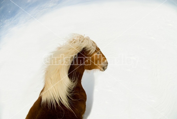 Belgian horse in deep snowy field with blue sky.