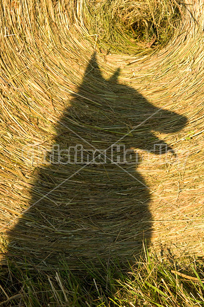 Shadow of dog against round bale of hay