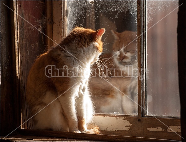 Orange and white barn cat sitting in barn window