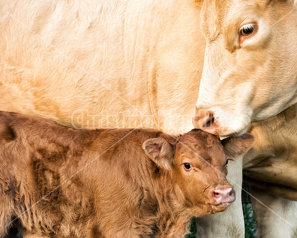 Charolais beef cow and calf