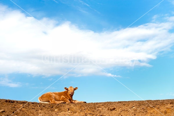 Charolais beef calf laying on top of a sand hill