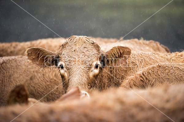 Photo of Charolais cross beef cow standing in the rain