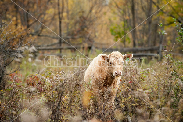 Blonde beef calf