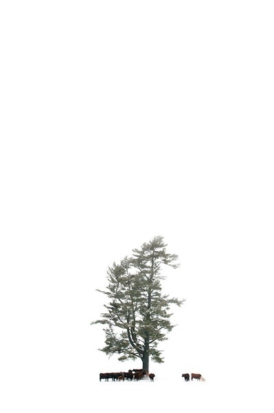 Herd of Beef Cattle under tree