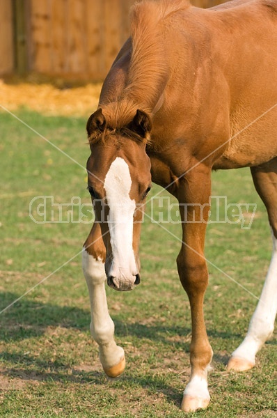 Quarter horse foal