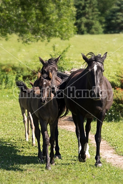 Rocky Mountain Horse mares and foals