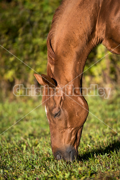 Chestnut Thoroughbred horse grazing