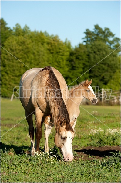 Rocky Mountain Horse