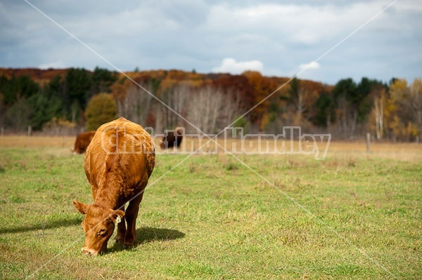 Beef Cow Grazing