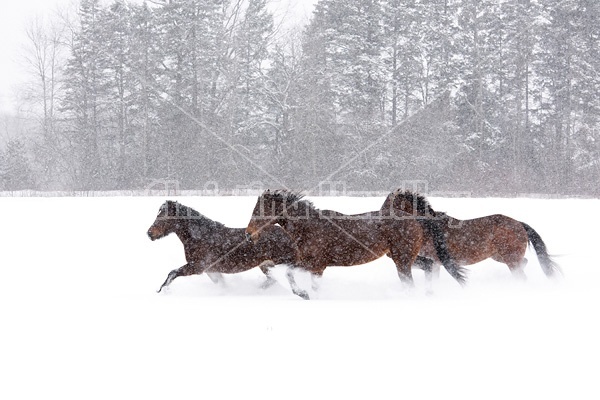 Horses galloping through deep snow