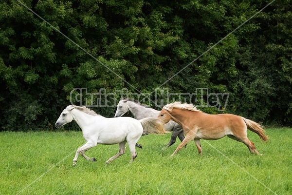 Three horses running and playing in a field