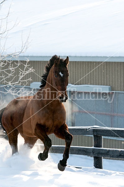 Bay horse galloping through the deep snow