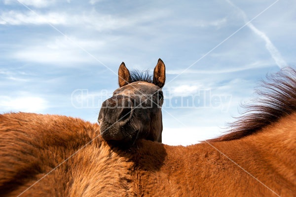 Quarter horse foals