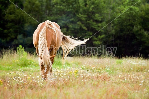Horse Grazing on Summer Pasture