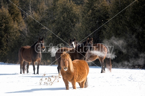 Horses outside in the snow