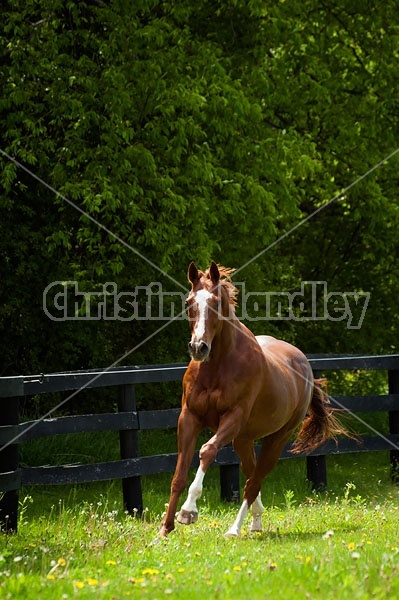 Chestnut Thoroughbred horse
