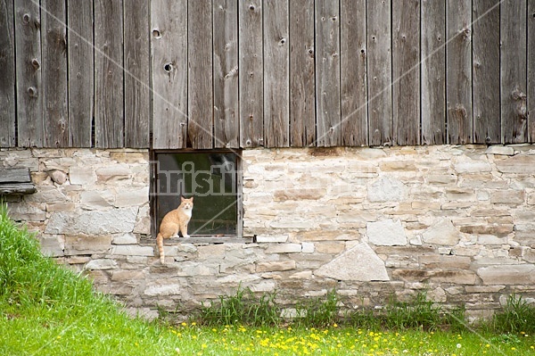 Orange barn cat sitting in barn window