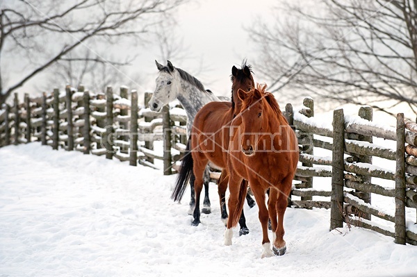 Three horses in snowy paddock