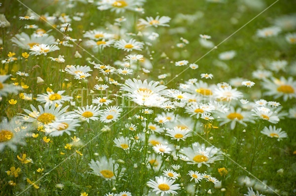 Field of daisies