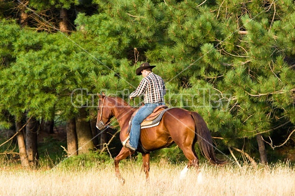 Cowboy Riding Quarter Horse Western Style