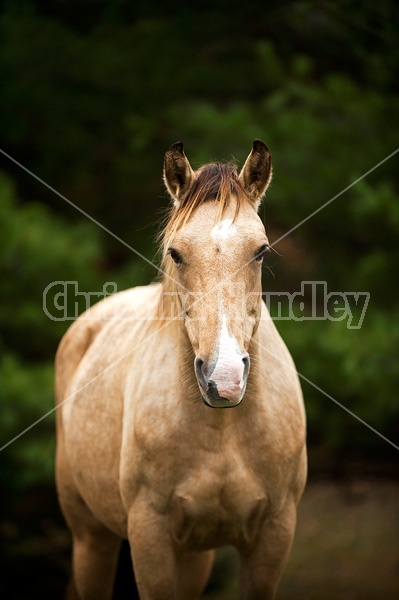 Rocky Mountain Horses