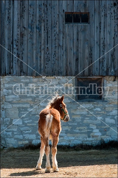 Belgian Draft Horse Yearling Gelding