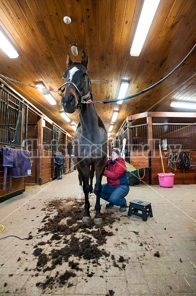 Woman clipping horse