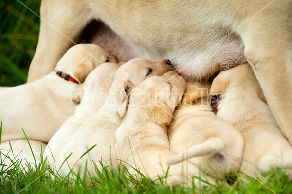 Golden Labrador puppies