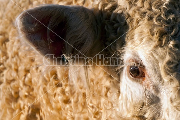 Charolais Bull