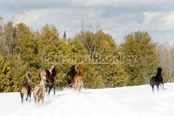 Herd of Rocky Mountain Horses Galloping in Snow