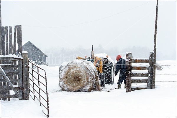 Farmer with tractor and round bale of hay