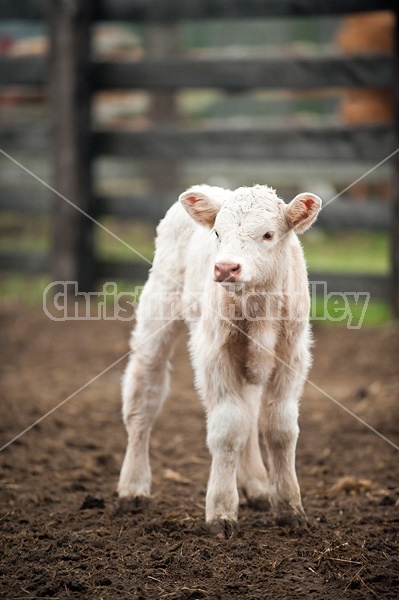 Baby Charolais beef calf