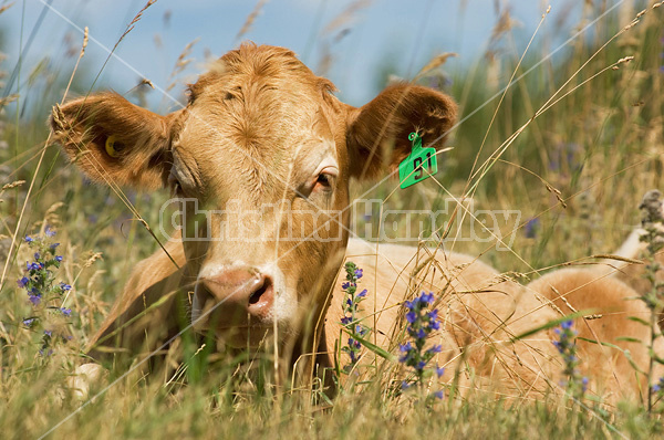 Blond beef calf laying in tall grass on summer pasture