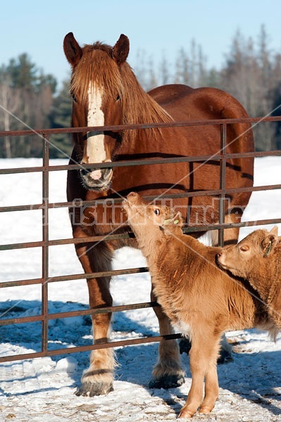 Baby Beef Calves and a Belgian Draft Horse