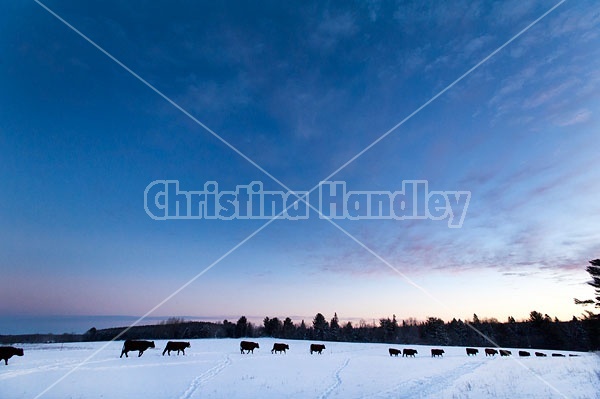 Herd of Beef Cows 