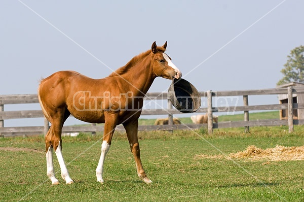 Quarter horse foal