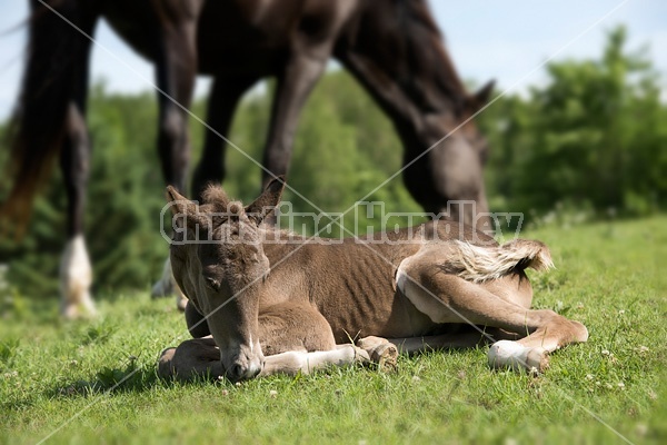 Rocky Mountain Horse mare and foal