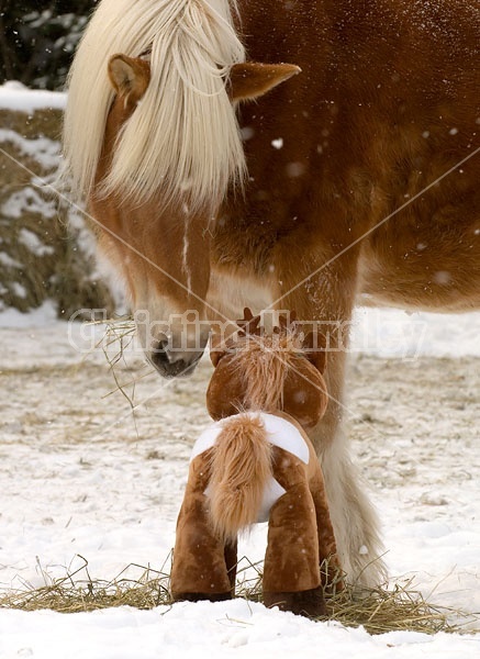 Belgian Draft horse sniffing stuffed pony