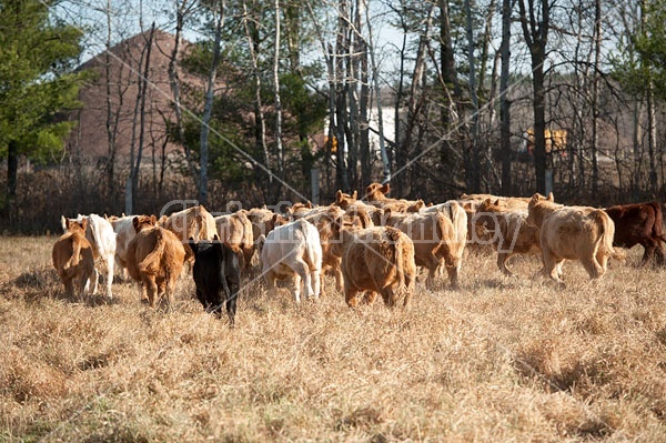 Herd of beef cattle