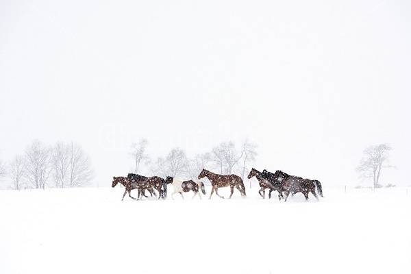 Herd of horses running through deep snow