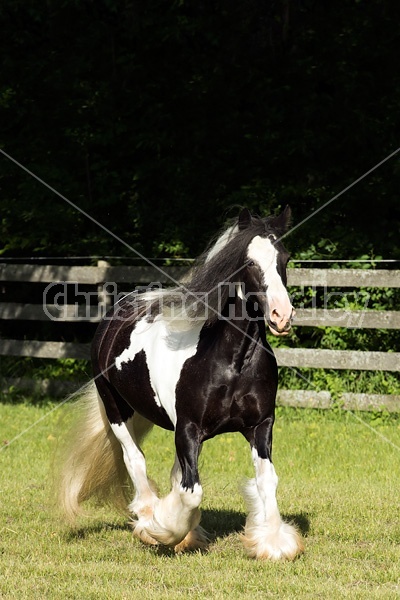 Gypsy horses