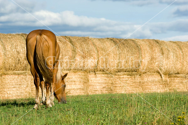 Chestnut horse grazing on summer pasture.