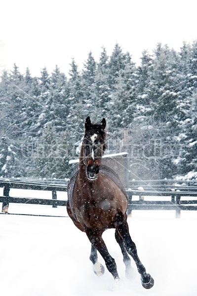 Bay thoroughbred horse galloping through deep snow