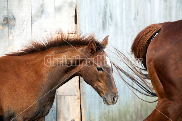 quarter horse foal 