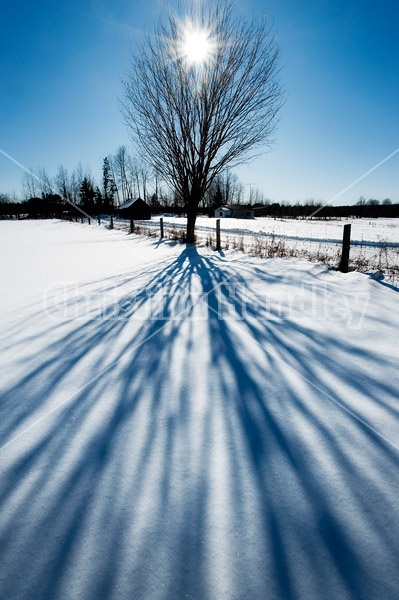 Starburst Tree Shadow