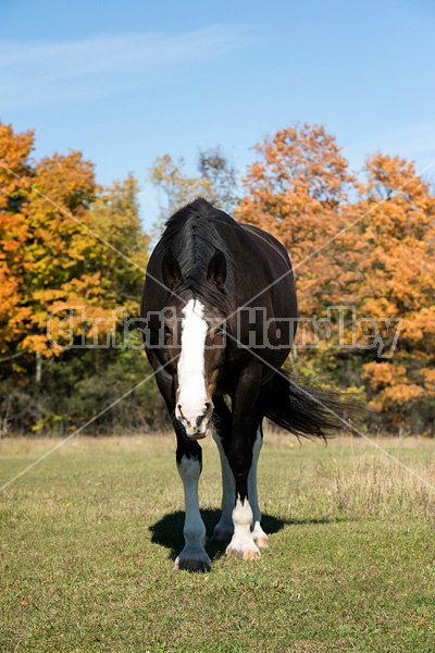 Portrait of a black horse in the autumn colors