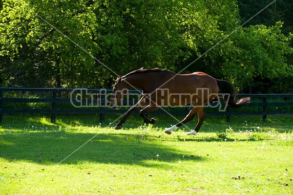 Dutch Warmblood Thoroughbred cross gelding